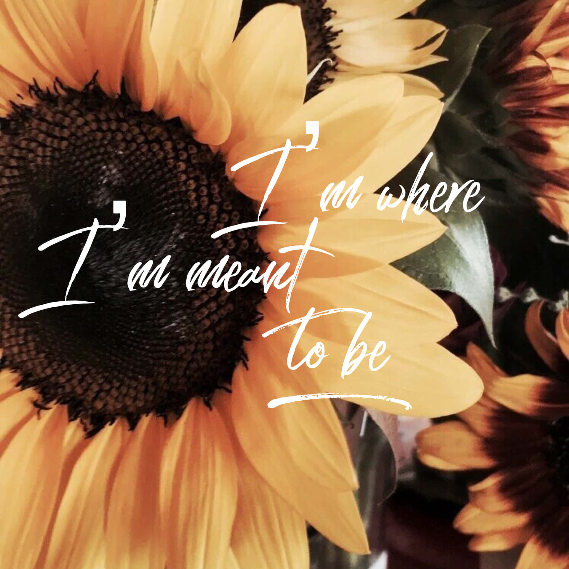 Sunflower Contentment Quotes Wallpaper