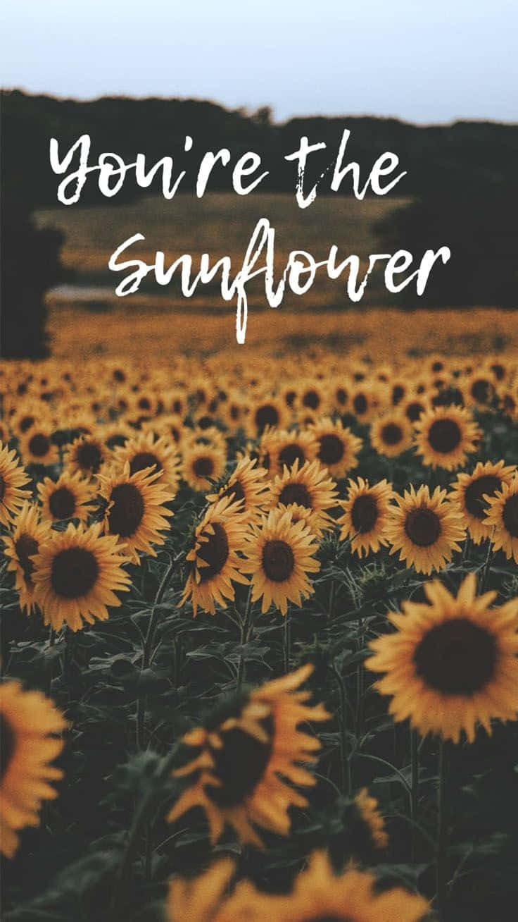 Quotes On Sunflower Field Wallpaper