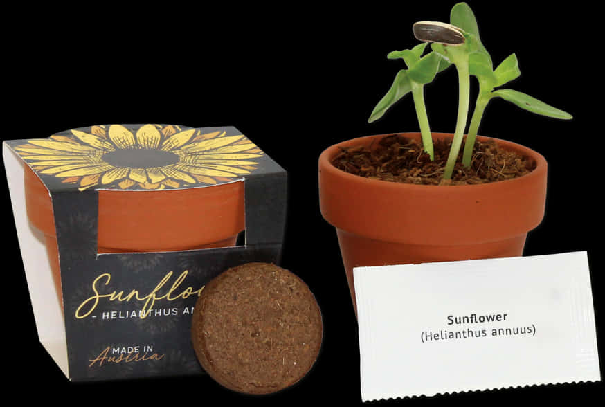 Sunflower Seedling Grow Kit PNG