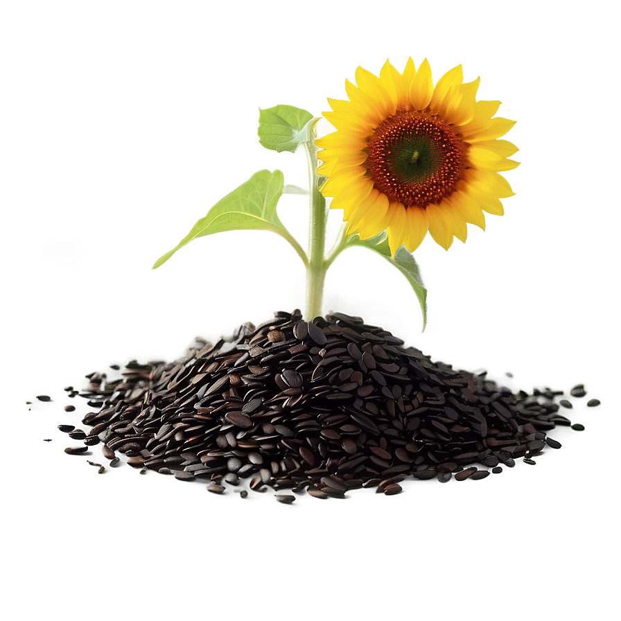 Sunflower Seedling Png 52 PNG