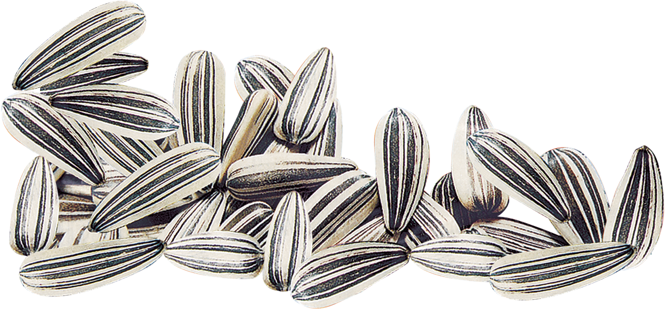 Sunflower Seeds Cluster.png PNG