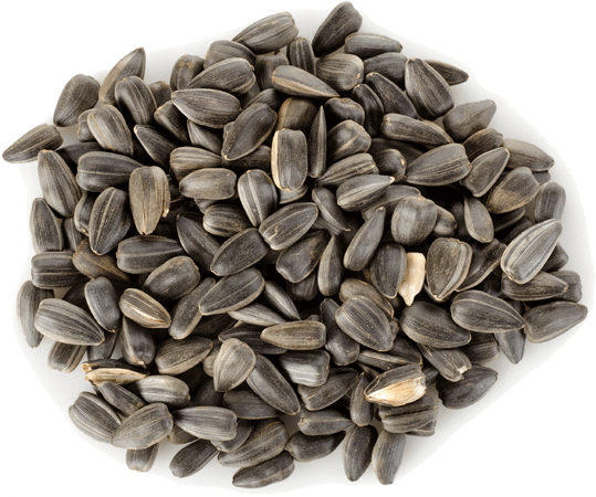 Sunflower Seeds Pile Isolated PNG