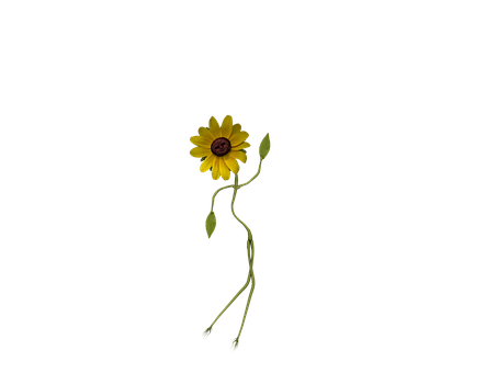 Sunflower Silhouette Against Black Background PNG