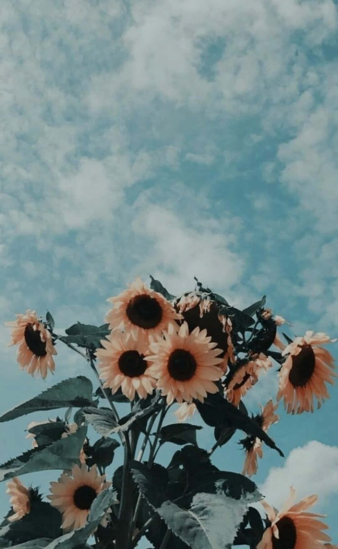 Sonnenblumenhimmelniedlicher Hintergrund Wallpaper
