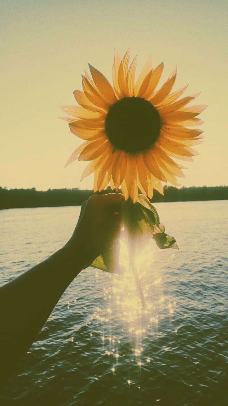Sunflower Sunset Glitter Sparkle Lake Wallpaper
