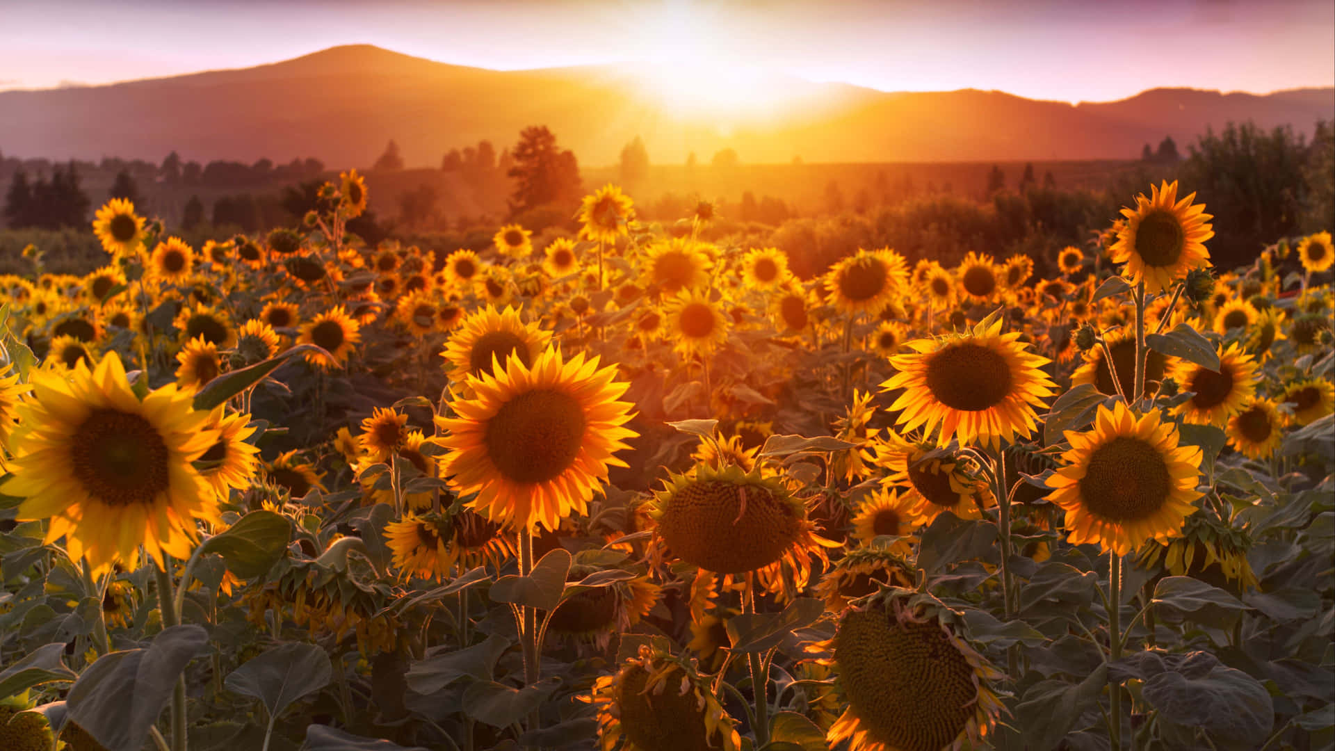 Sunflower_ Sunset_ Glow_4 K_ Ultra_ Wide Wallpaper