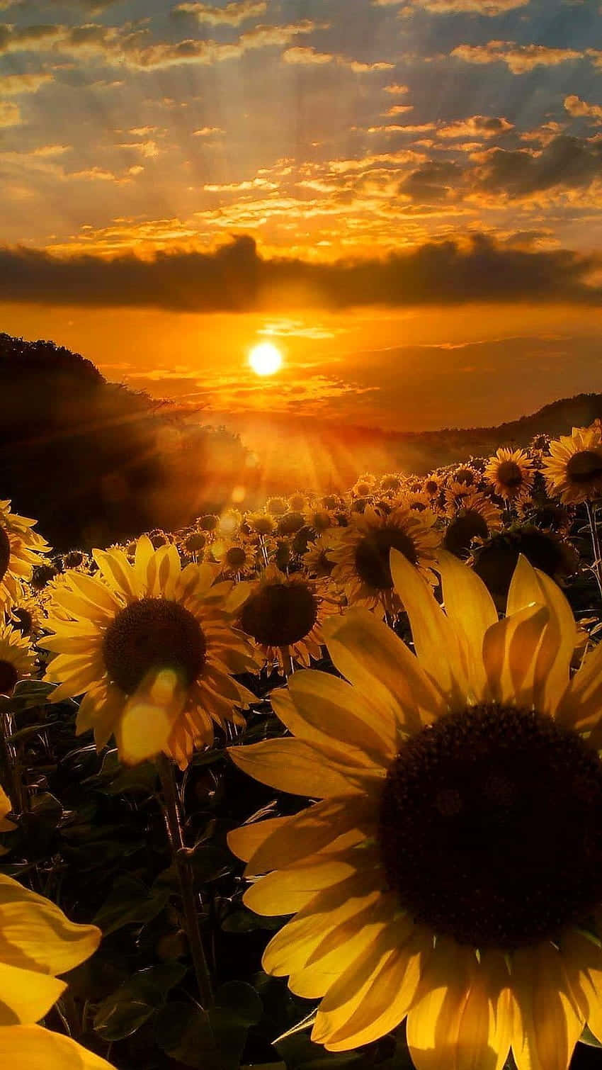 Sunflower_ Sunset_ Glow Wallpaper