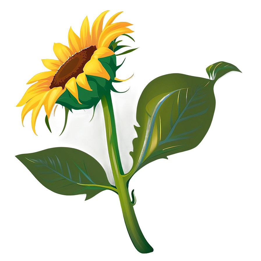 Sunflower Vector Transparent Png 05262024 PNG