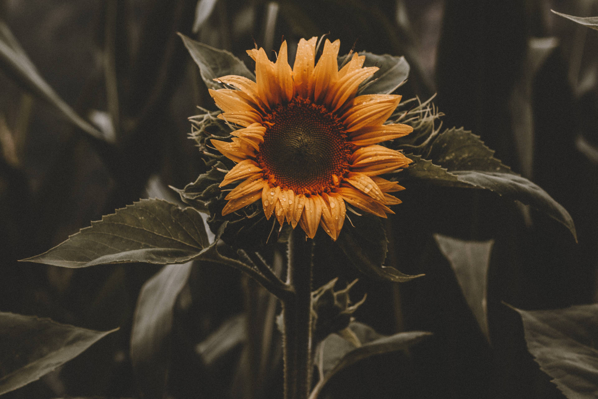 Sunflower Vintage Background
