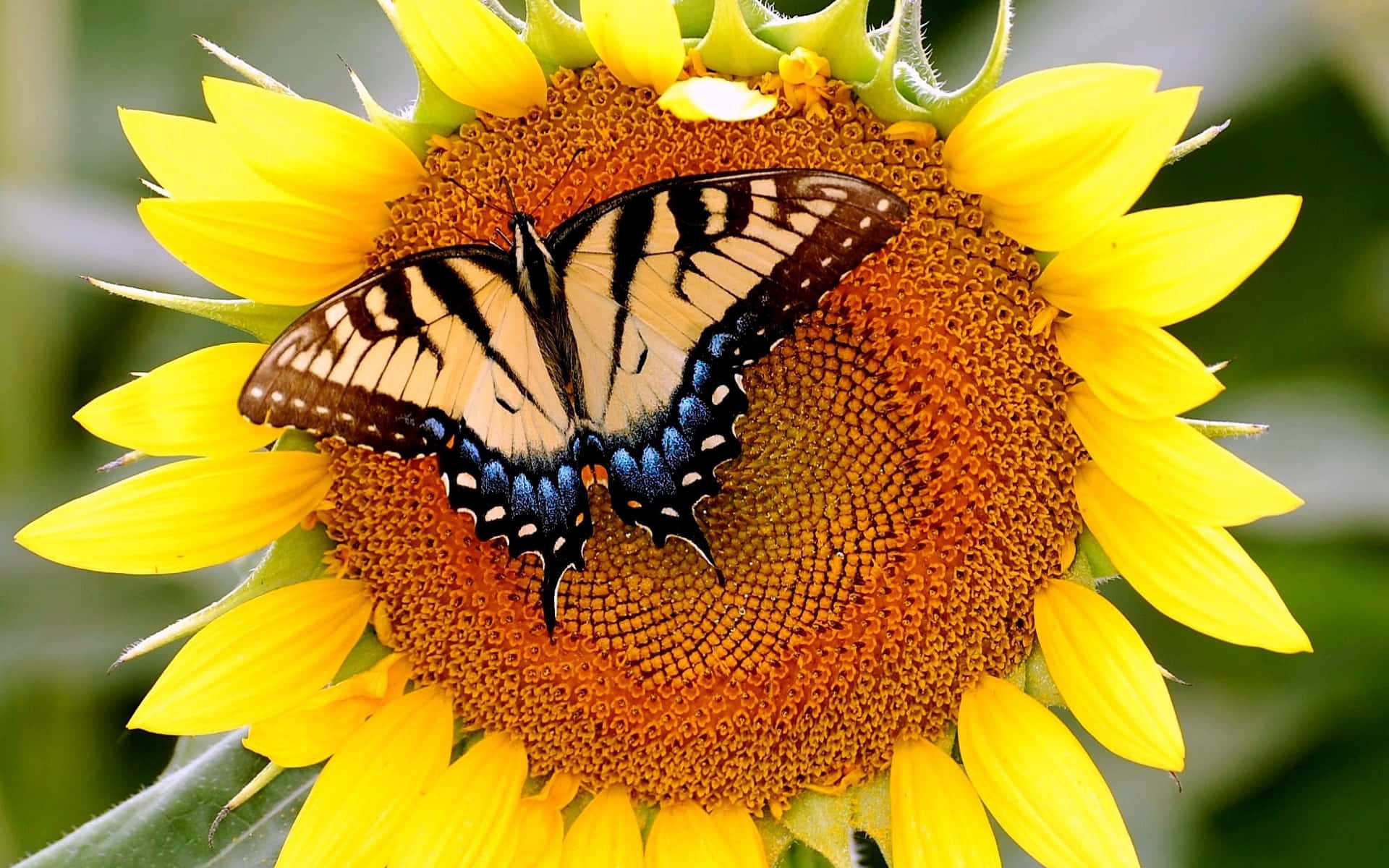 Sunflower_with_ Butterfly_ Perched Wallpaper