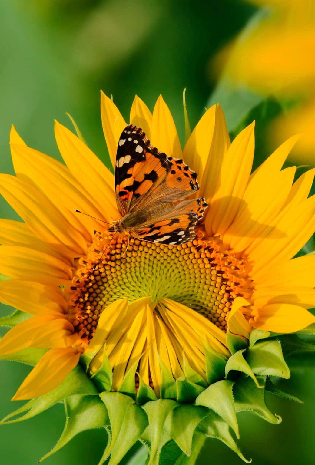 Sunflower_with_ Painted_ Lady_ Butterfly.jpg Wallpaper
