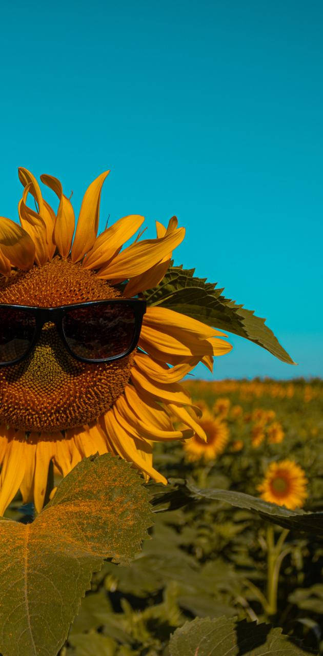 Solsikke med solbriller sommer iPhone tapet Wallpaper
