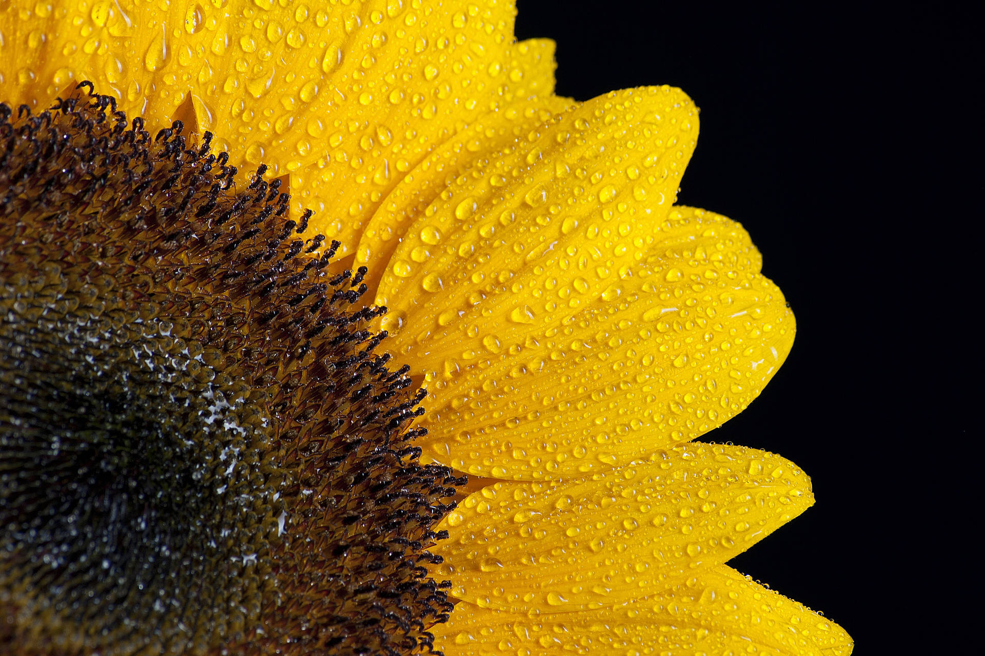 A brilliant yellow Sunflower standing tall, shining bright in the summer sun with a few glistening water droplets still clinging to its petals. Wallpaper