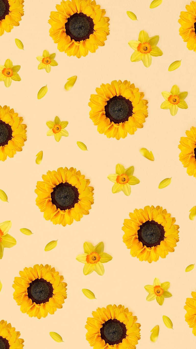 Sonnenblumenauf Einem Beigen Hintergrund Wallpaper