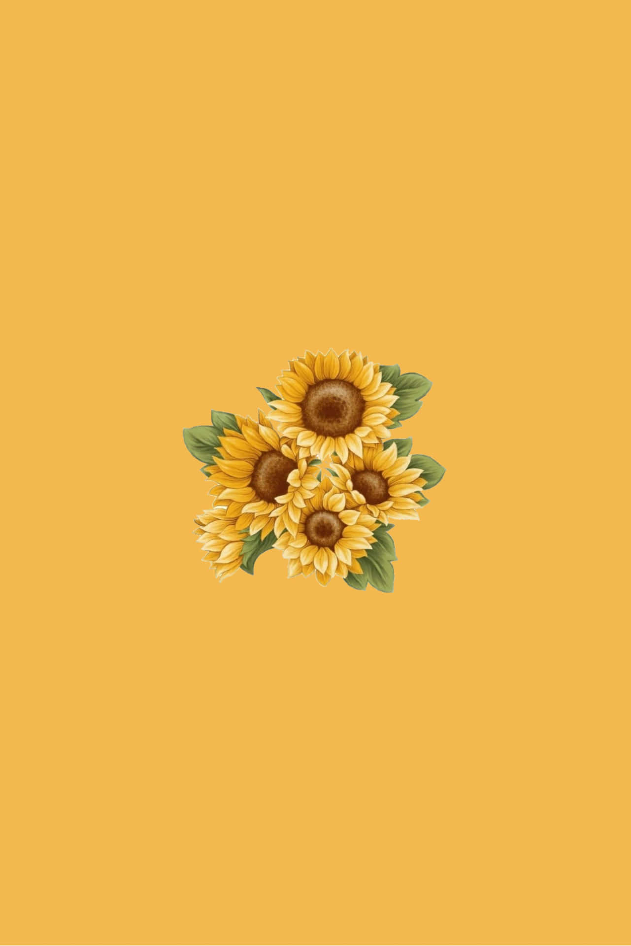 A sunflower surrounded by its bright yellow petals Wallpaper