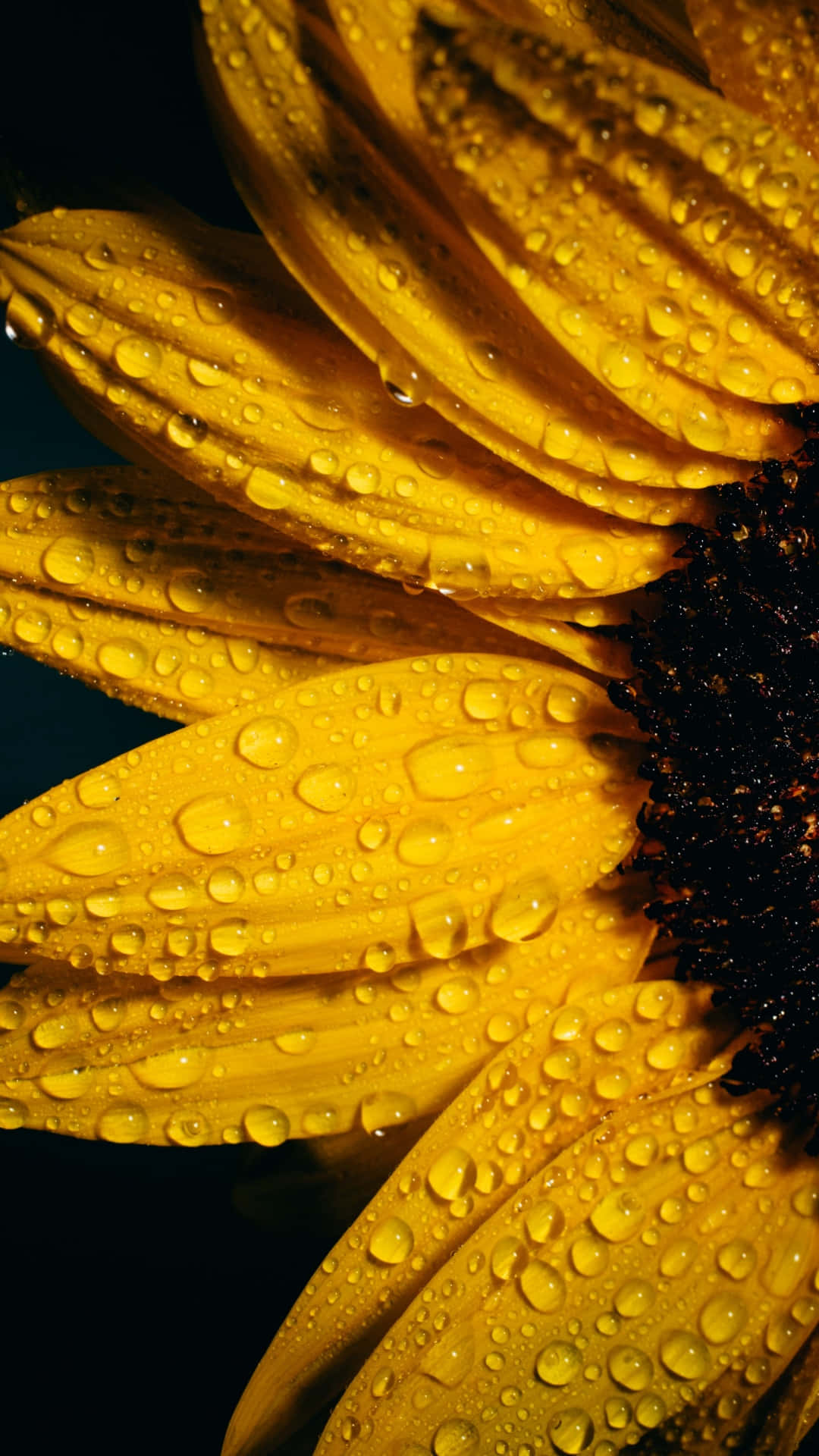 Eineleuchtend Helle, Fröhliche Sonnenblume Umgeben Von Grünen Blättern. Wallpaper
