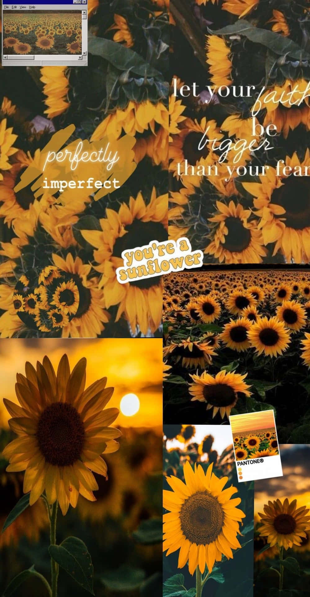 A brilliant sunflower glows in a field of golden yellow. Wallpaper