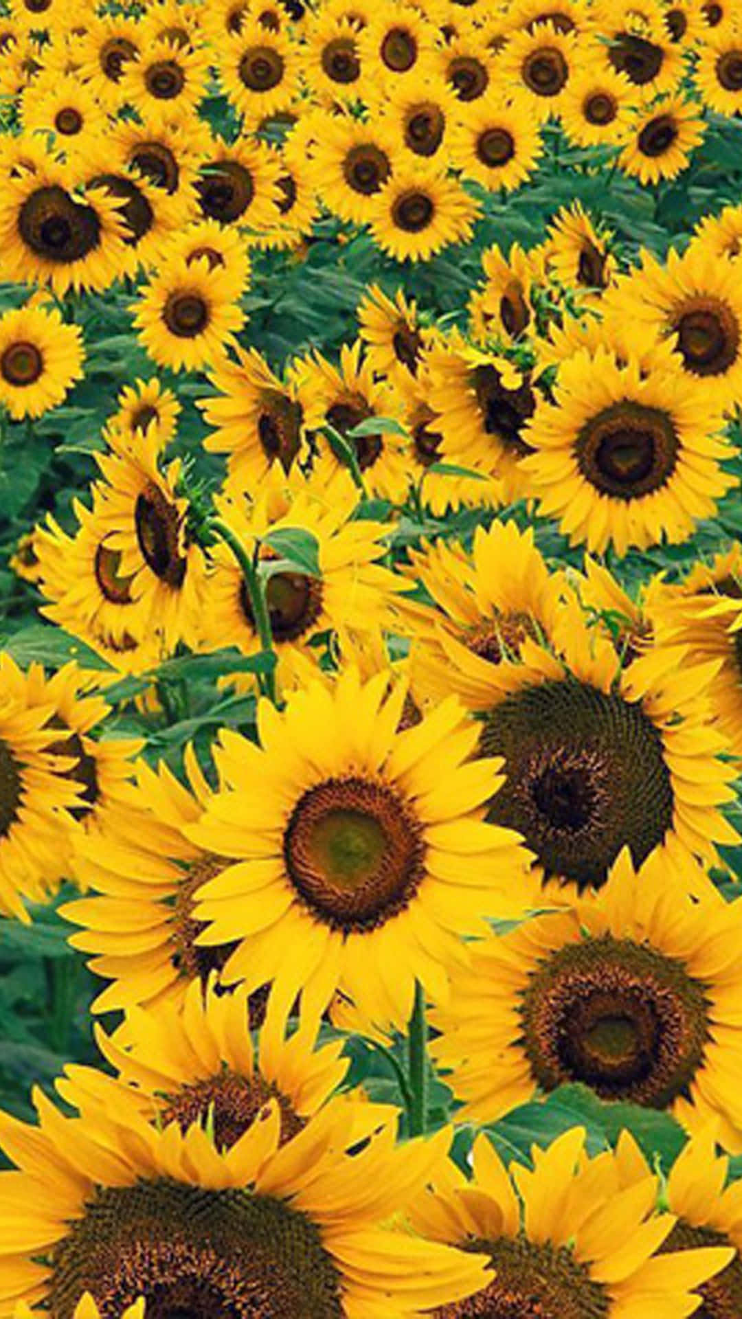"A bright and vibrant sunflower, in all its golden glory!" Wallpaper
