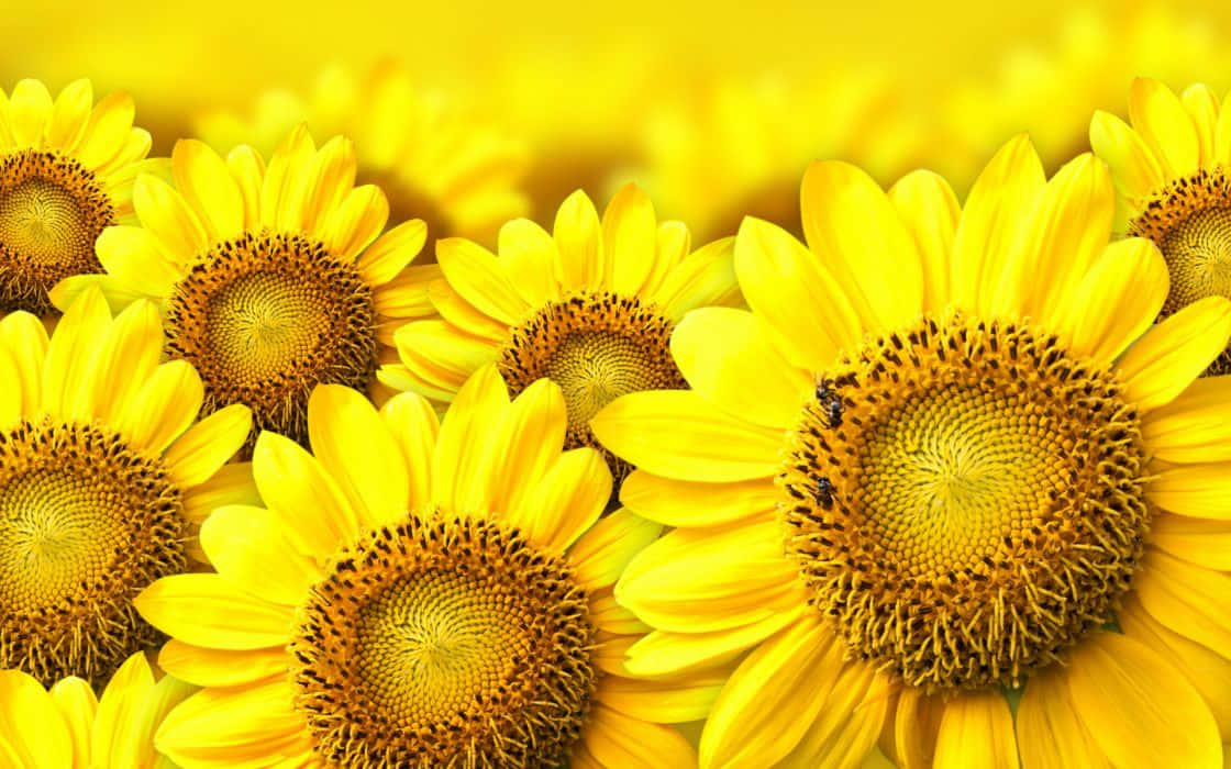 A field of sunflowers glowing in the summer sun Wallpaper