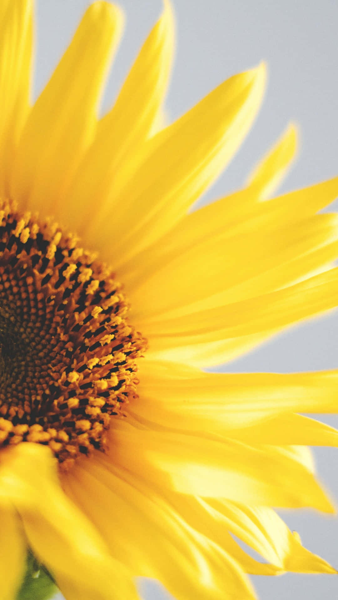 Helleund Schöne Sonnenblume Vor Einem Himmelblauen Hintergrund. Wallpaper