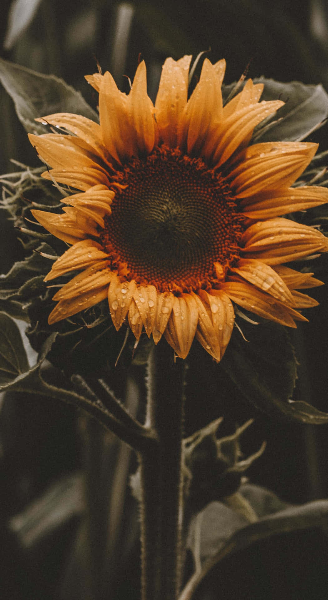 En solsikke i fuld blomst, omgivet af planter i en blomstrende have. Wallpaper