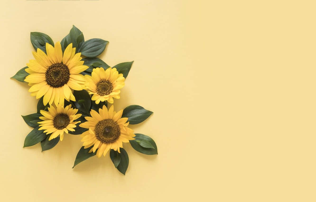 A cheery sunflower in a brilliant yellow hue Wallpaper