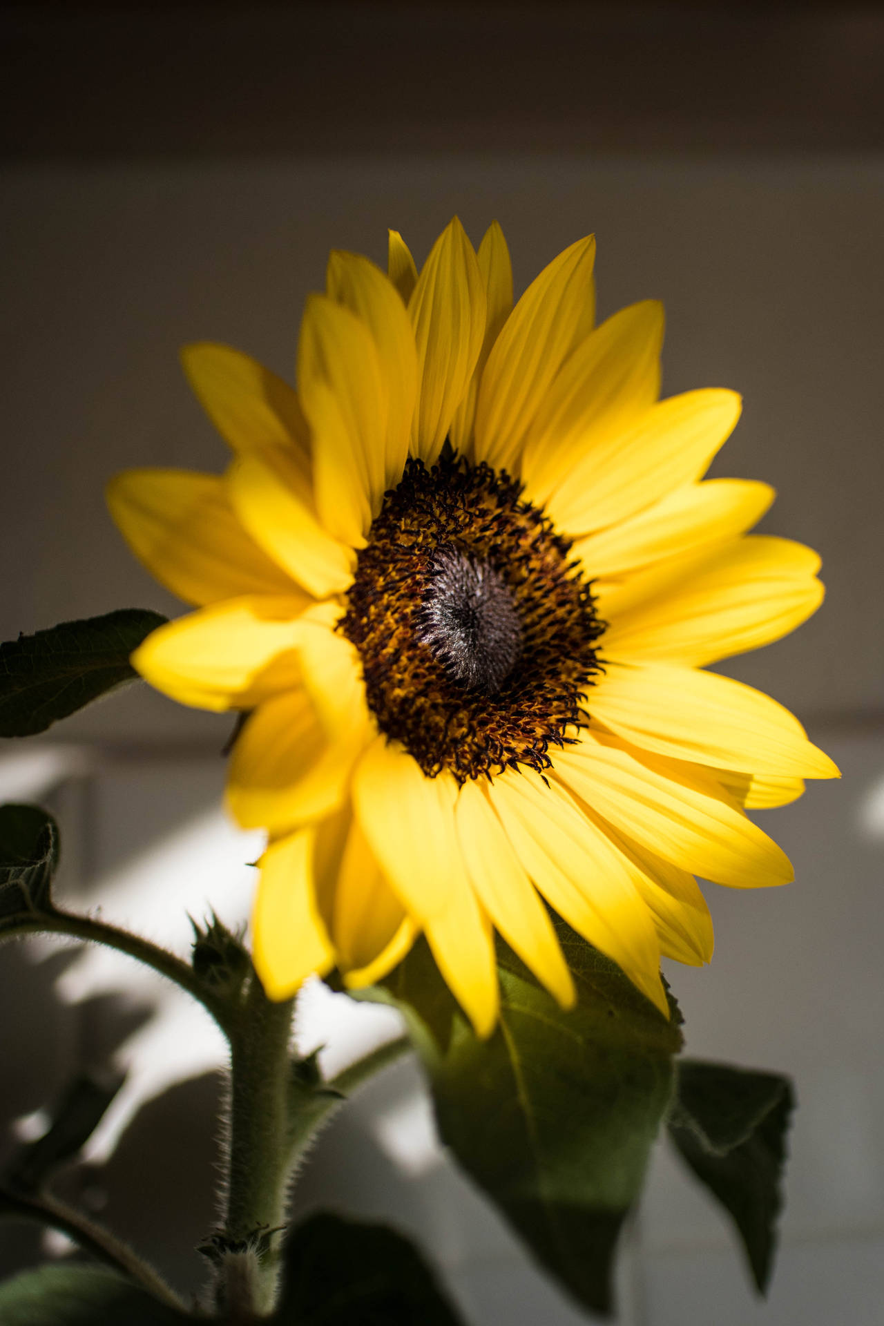 Sunflower Yellow Hd Iphone Wallpaper
