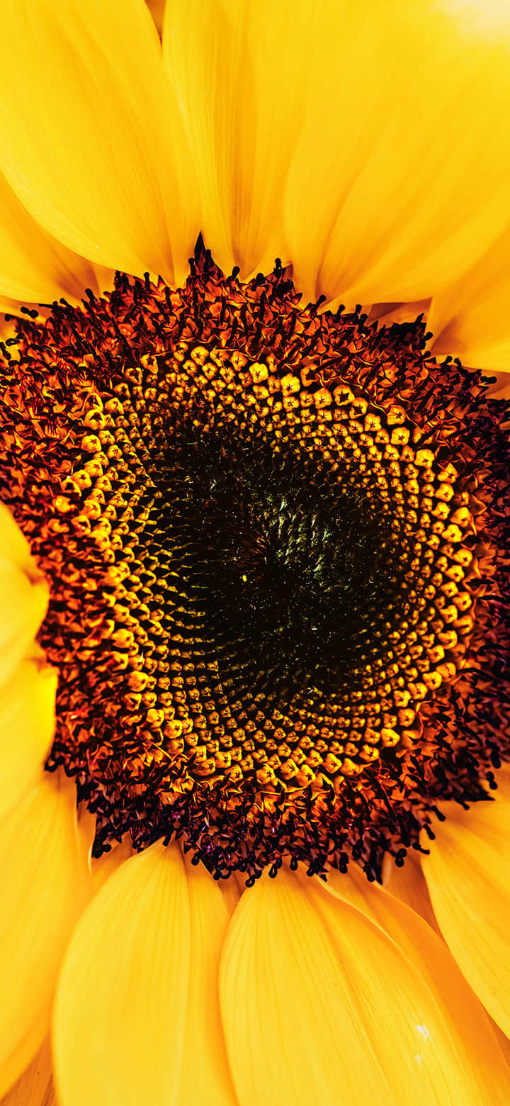Helleund Fröhliche Sonnenblumen Vor Einem Sommerhimmel Wallpaper