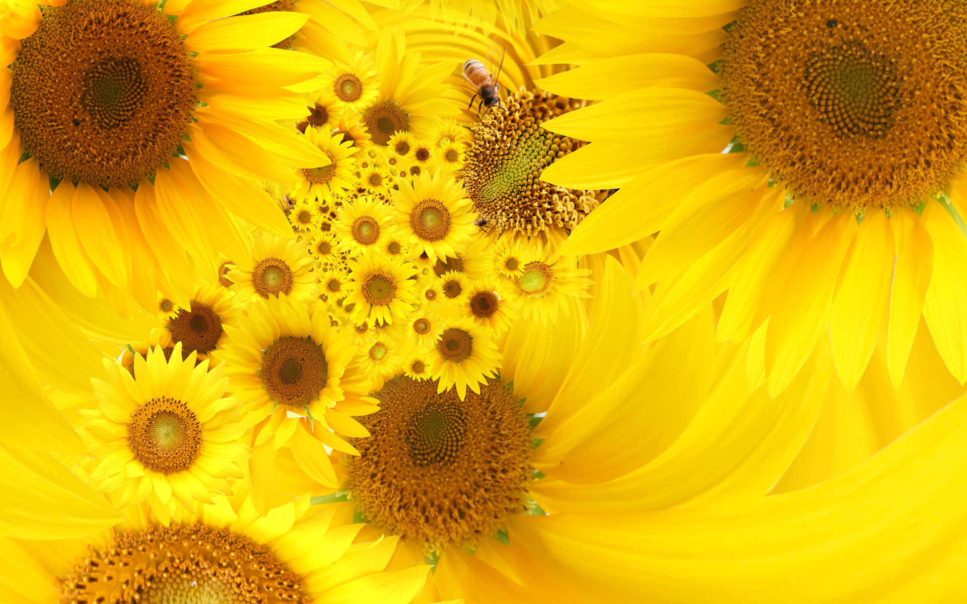Sonnenblume,die Zum Sommerlichen Himmel Emporstrebt Wallpaper