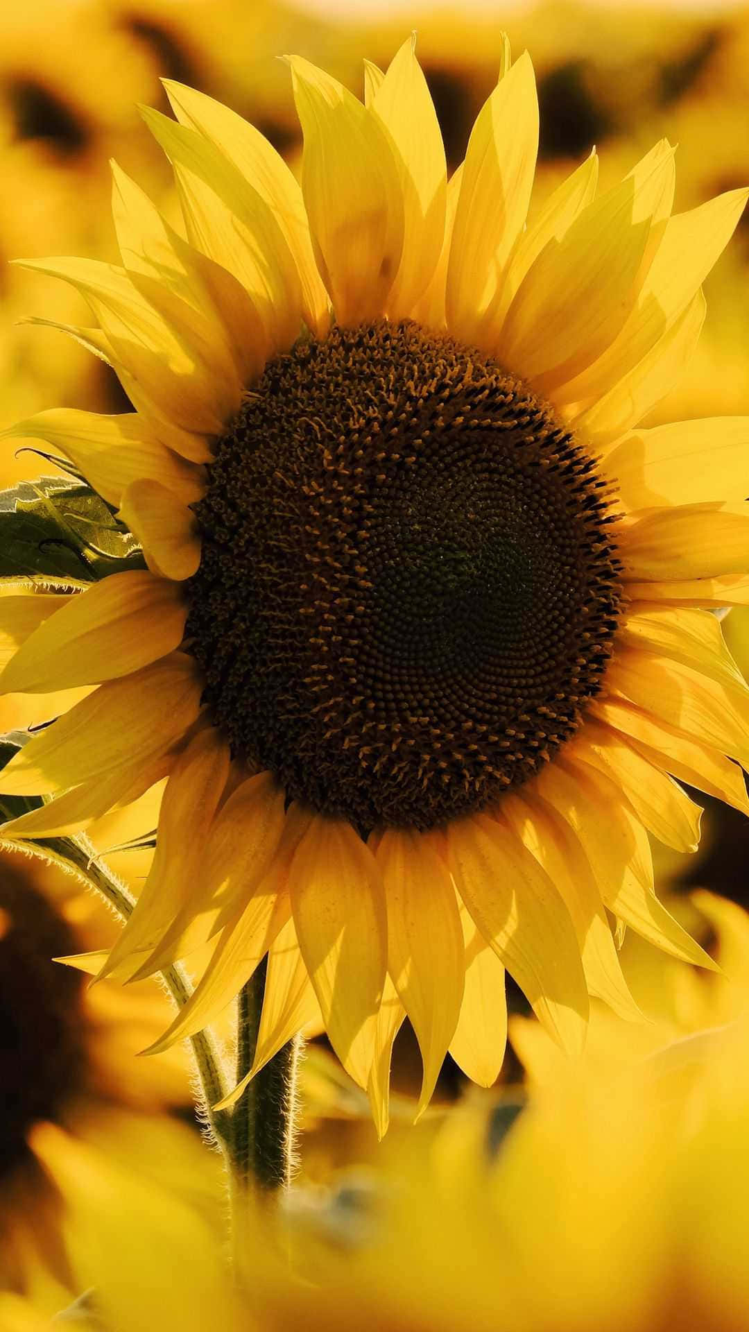 Ungirasol En Pie Orgulloso Y Alto Frente A Un Hermoso Campo De Flores Silvestres Amarillas. Fondo de pantalla