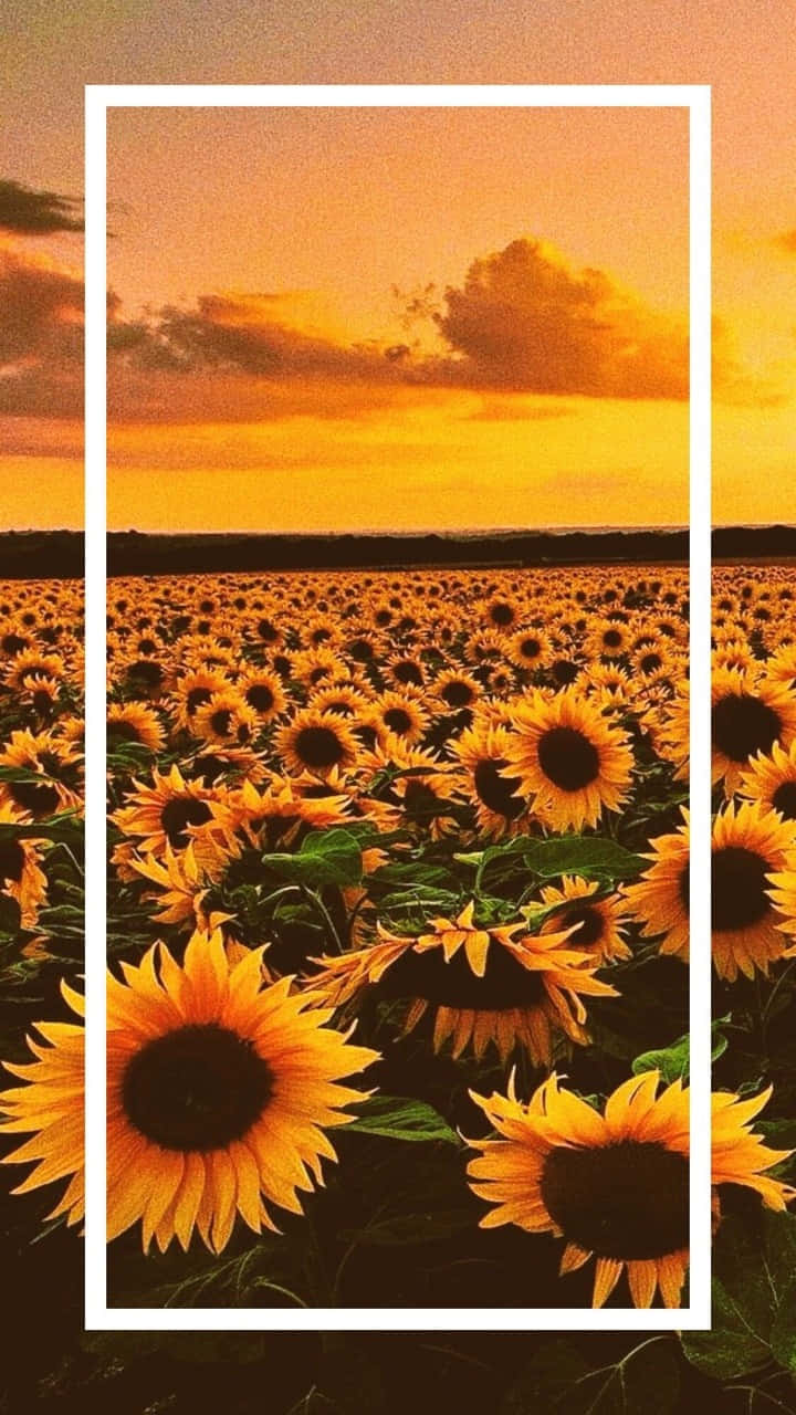 Einsonniger Tag Mit Sonnenblumen-gelb Wallpaper