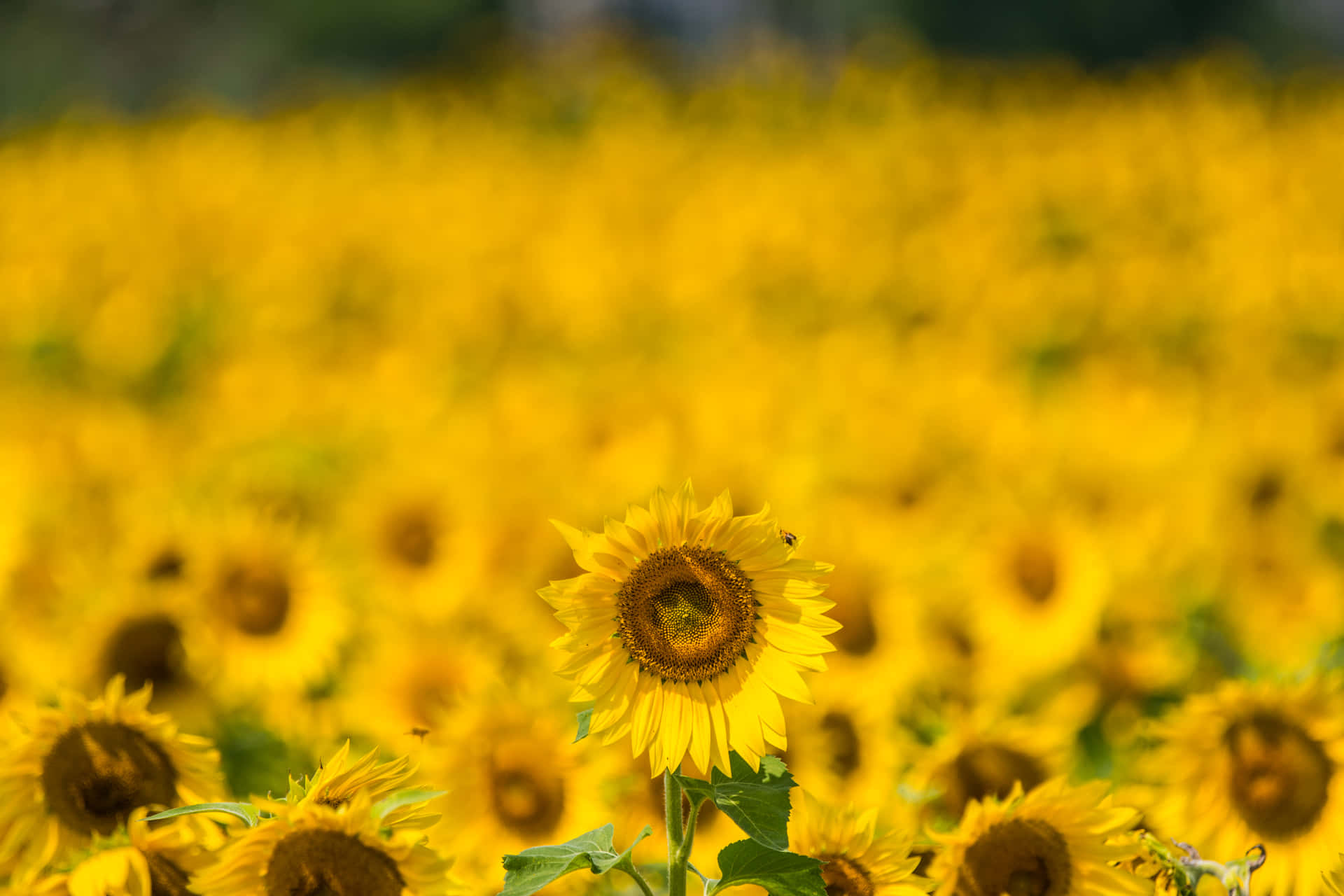 Brightening any day with a sunflower Wallpaper