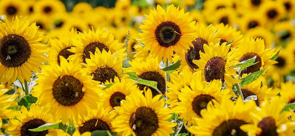 Sunflower in bright yellow colors stands tall in a field of green. Wallpaper