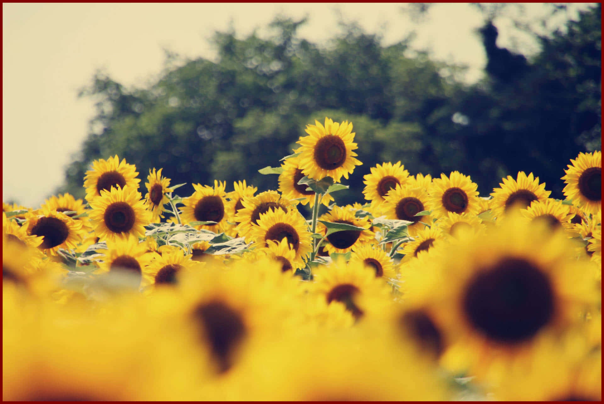 Bright and cheerful sunflowers bring happiness and joy Wallpaper