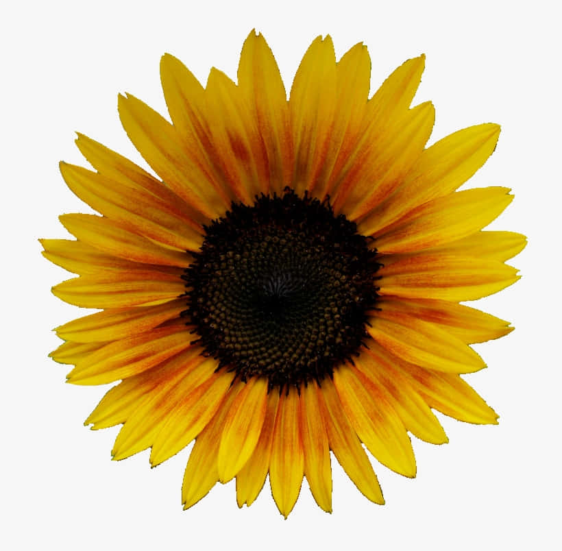 Vis din solrige side med et levende solsikke gul æstetik! Wallpaper