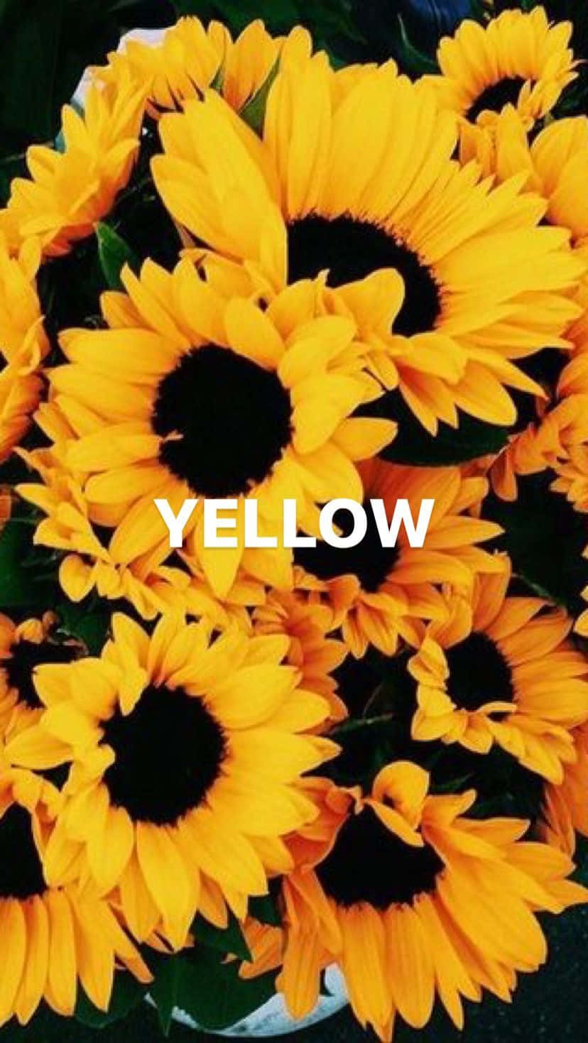 Bunch Of Sunflower Yellow Tumblr Aesthetic Wallpaper