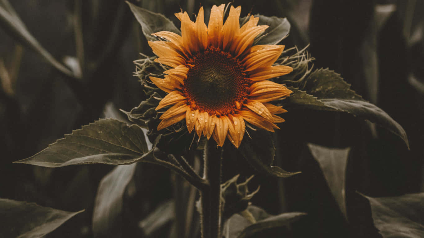 Helleund Fröhliche Sonnenblume Auf Einem Gelben Hintergrund. Wallpaper