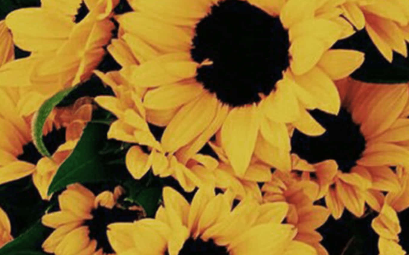Aesthetic photo of a vibrant yellow sunflower Wallpaper
