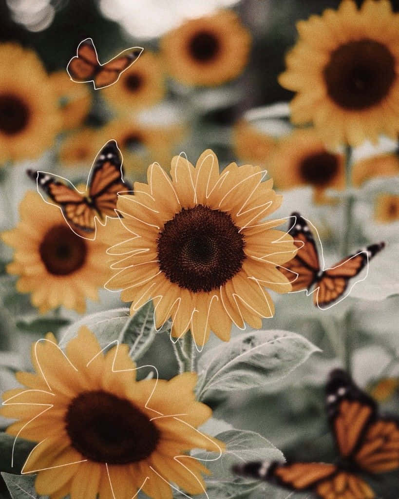 Sunflowers With Butterflies In The Background Wallpaper