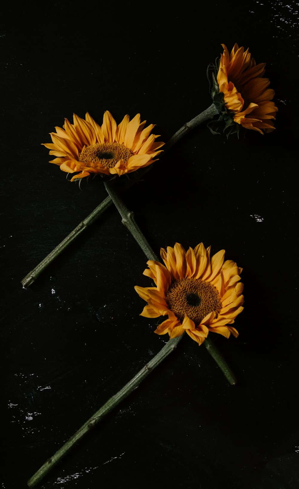 Three Sunflower Yellow Tumblr Aesthetic Wallpaper