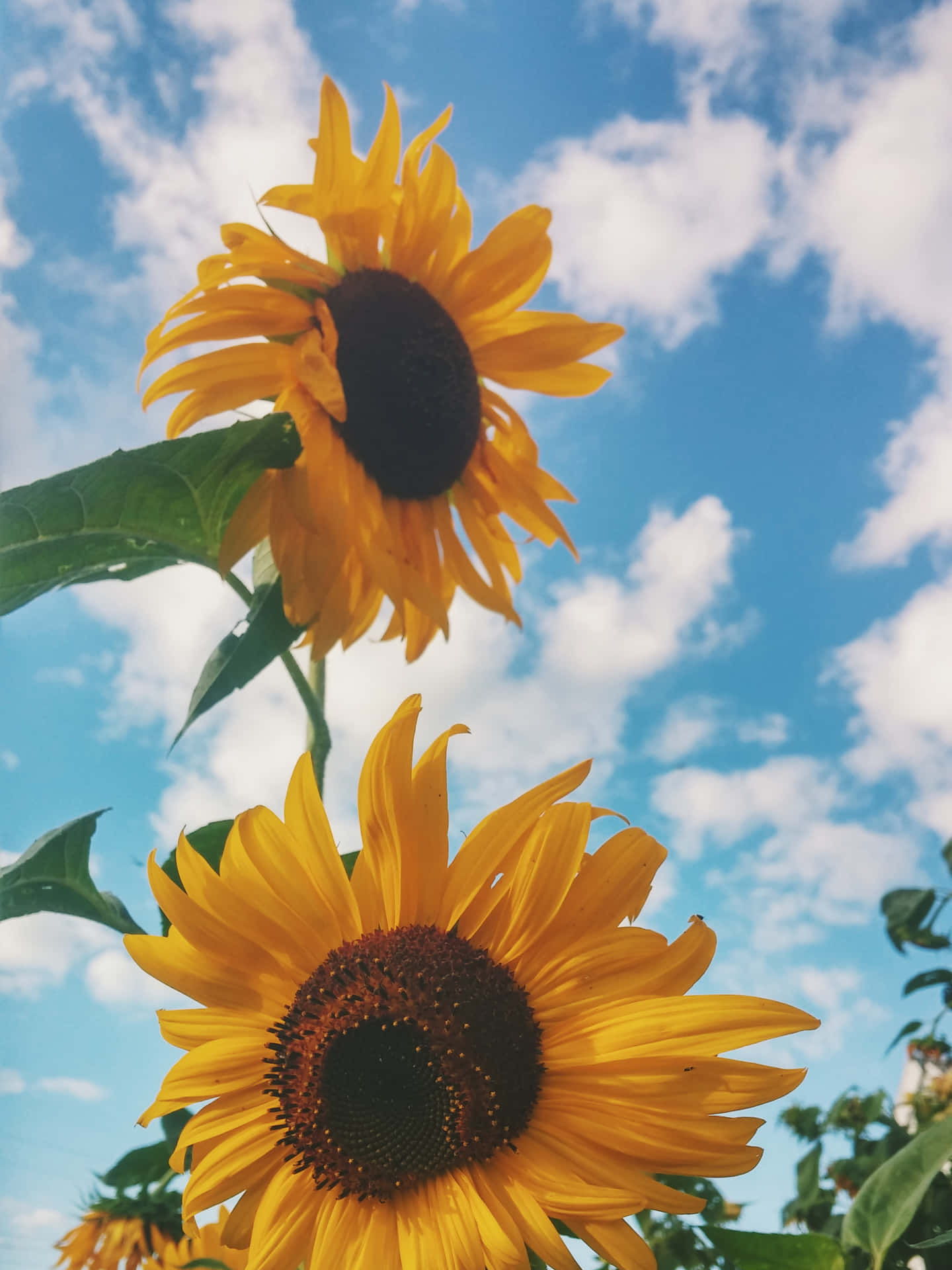 Brighten up any day with a vibrant sunflower Wallpaper