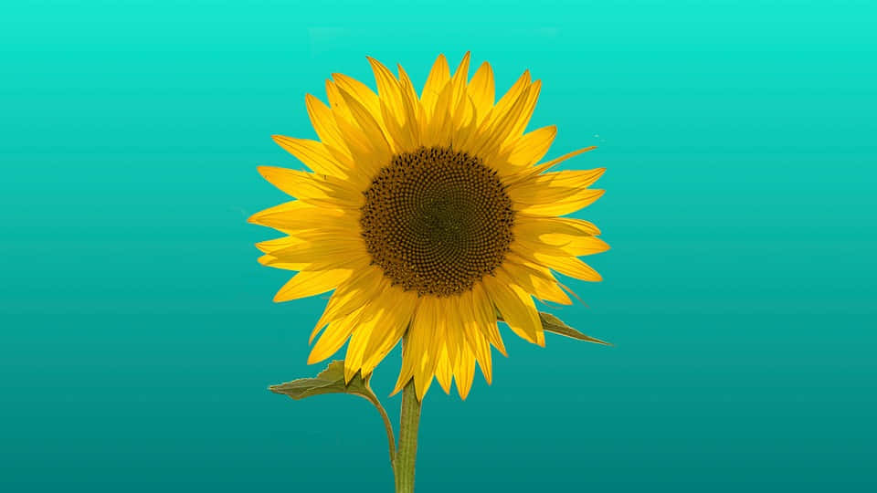 Eineleuchtende Und Fröhliche Sonnenblume Auf Einem Gelben Feld. Wallpaper