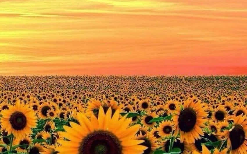 Helledeinen Tag Mit Einer Wunderschönen Sonnenblumen-ästhetik Auf. Wallpaper