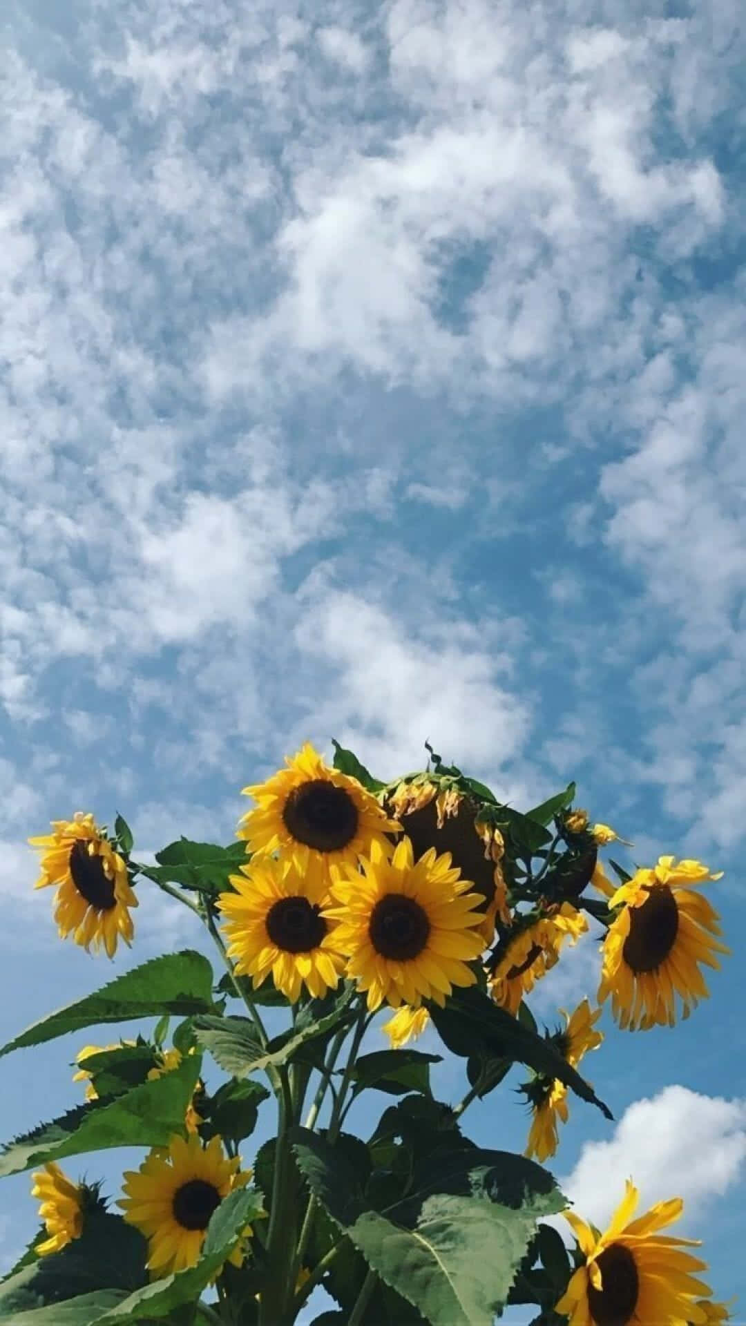 Erhellensie Ihren Tag Mit Einem Wunderschönen, Sonnenblumen-gelben Ästhetischen Hintergrundbild. Wallpaper