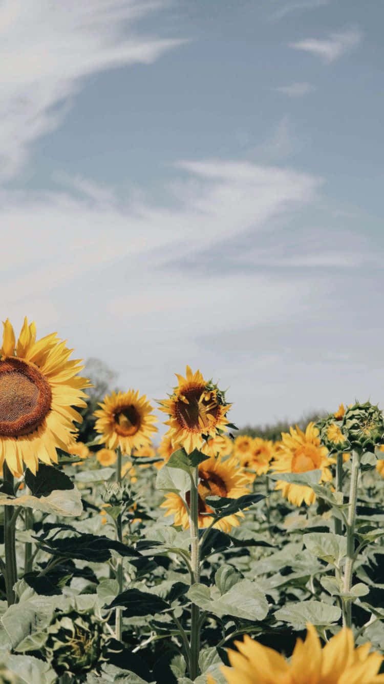 Field Of Sunflower Yellow Tumblr Aesthetic Wallpaper