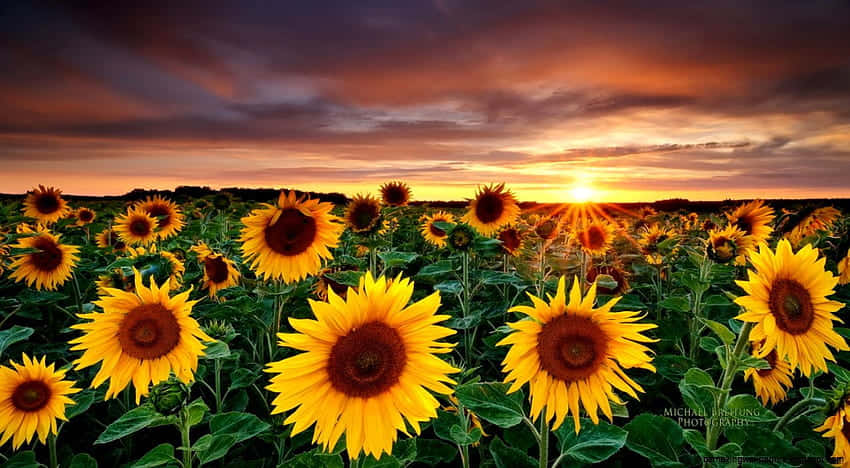 Einefröhliche Sonnenblumen-gelbe Ästhetik Erweckt Dieses Helle Und Lebendige Tumblr-foto Zum Leben. Wallpaper