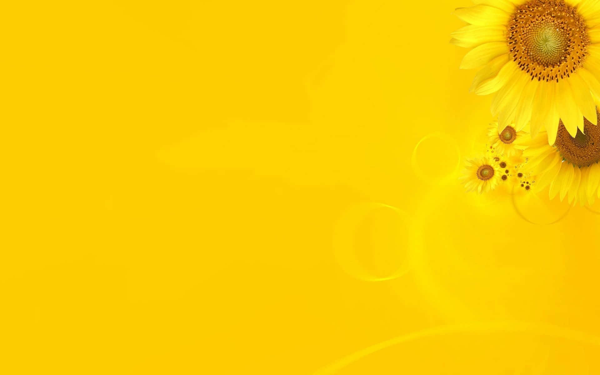 Download Sunflower Yellow Wallpaper 