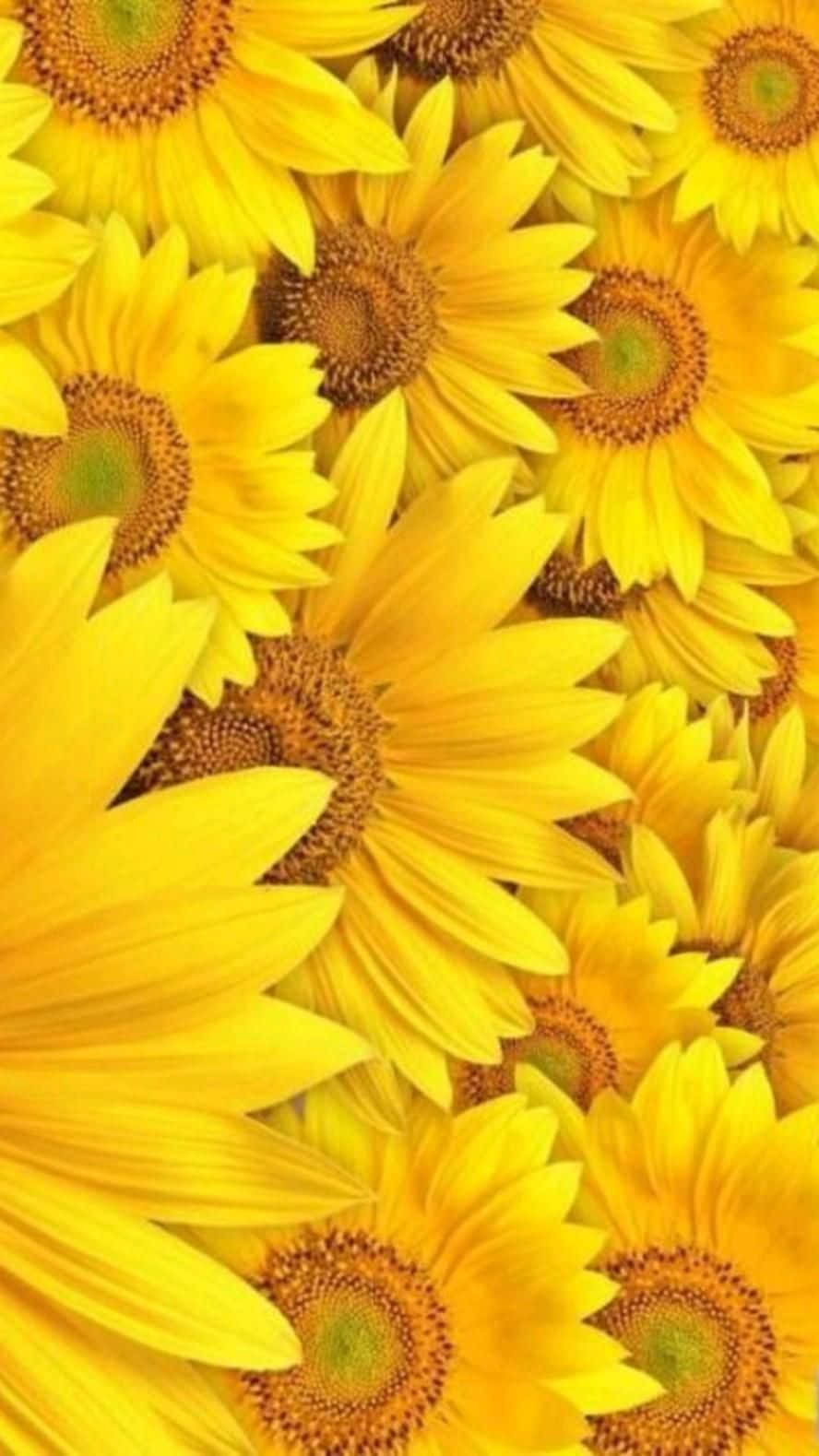Einefröhliche Sonnenblume In Sonnigem Gelb. Wallpaper