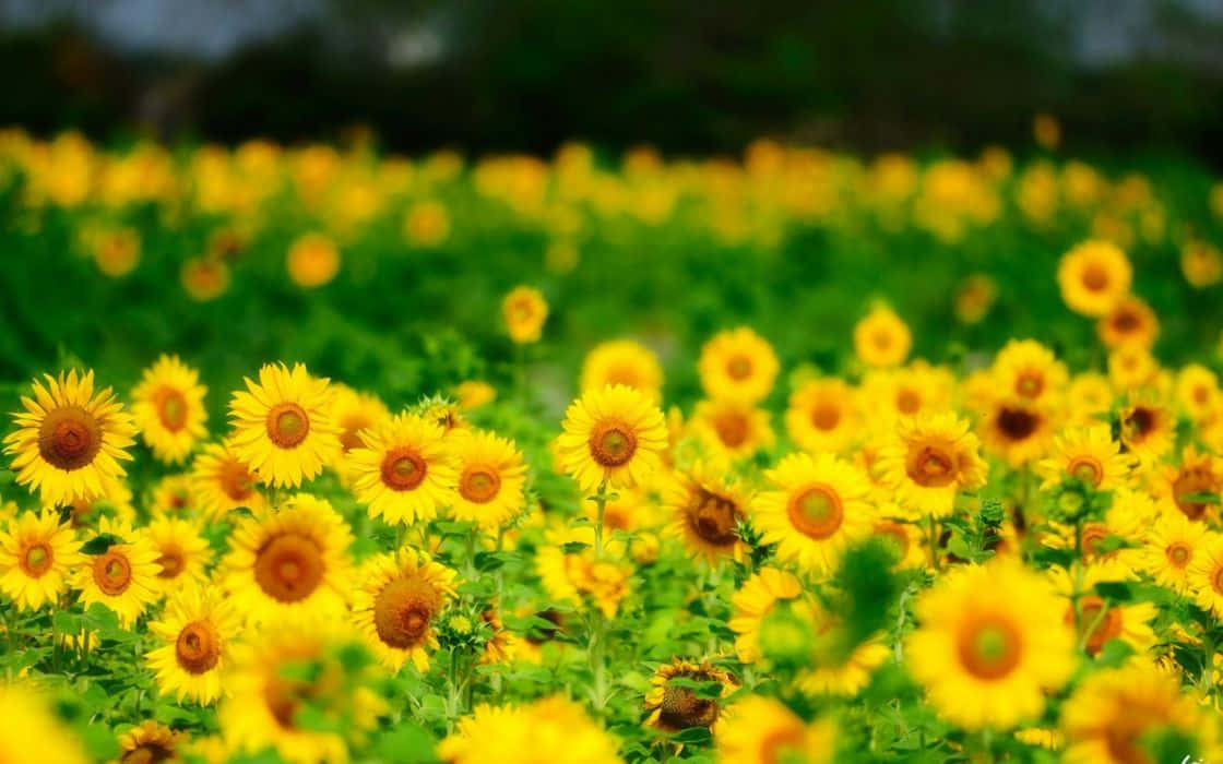 Twitter,instagram Gelb Pur Mit Diesen Freudigen Sonnenblumen. Wallpaper