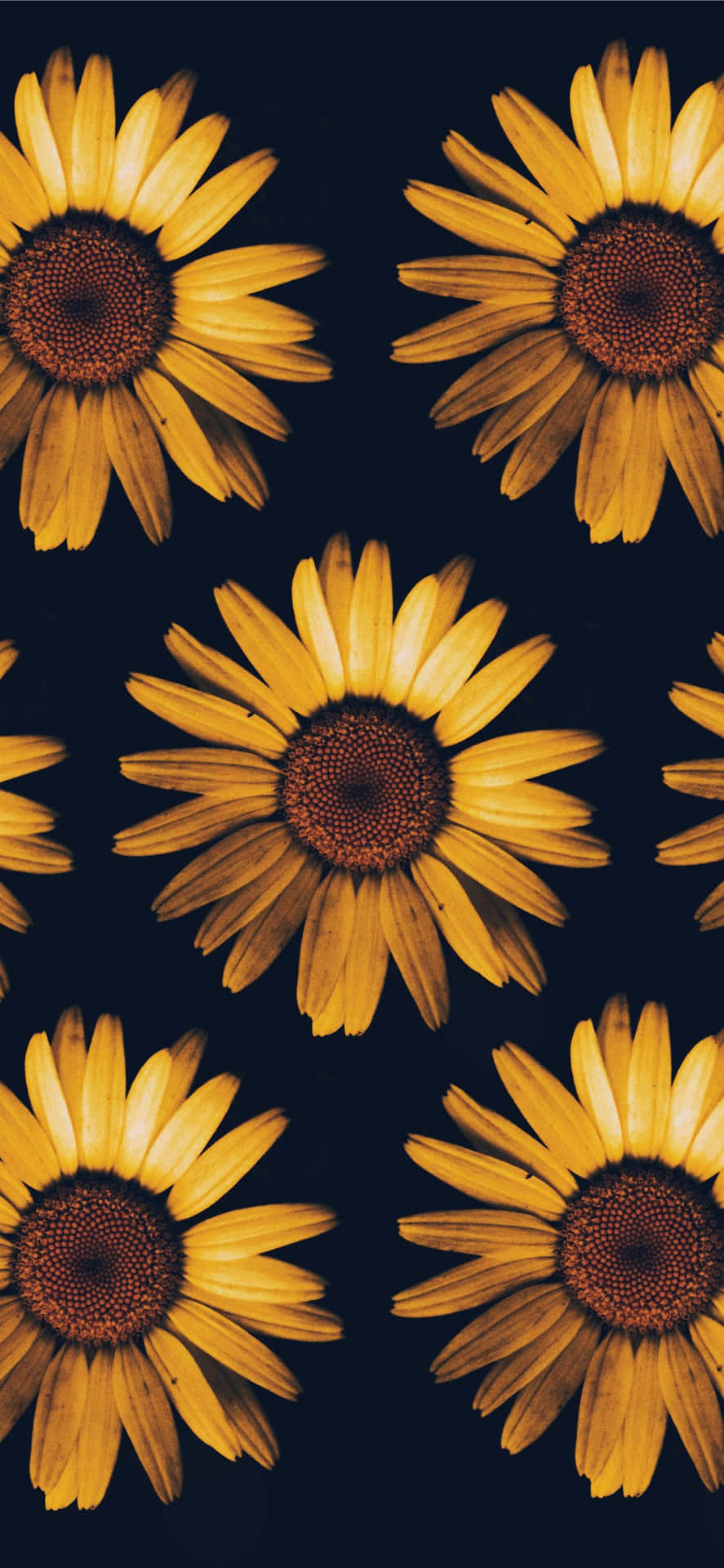 Unpatrón De Flores Amarillas Sobre Un Fondo Oscuro Fondo de pantalla
